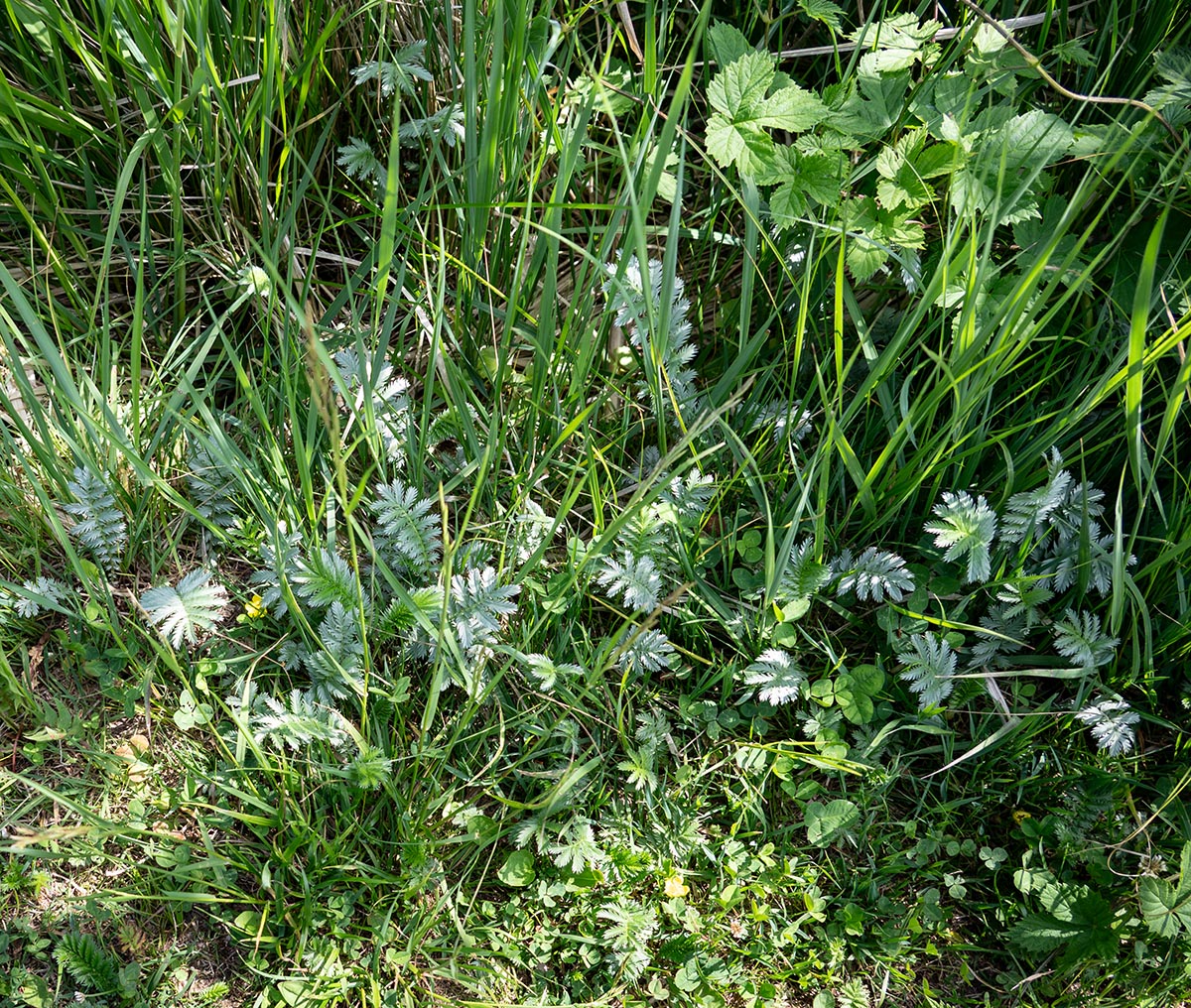 beidseitig silbrig